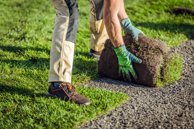 A stock image of a landscaper rolling sod onto the ground.