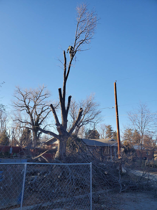 A Loyal Landscaping team member pruning a tree.